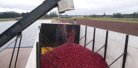 A truck gets filled with cranberries on the farmの写真素材