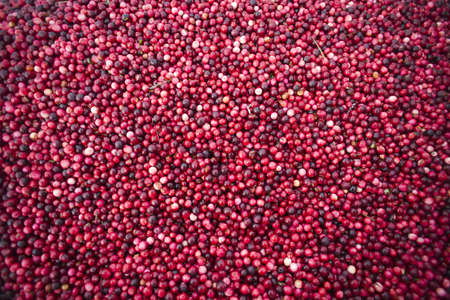 Cranberries just out of the bog on the back of the truckの写真素材