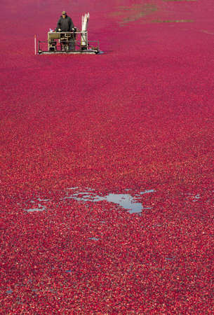 A Farmer of Cranberries cultivates his crop right before harvestの写真素材