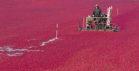 A Farmer of Cranberries cultivates his crop right before harvestの写真素材