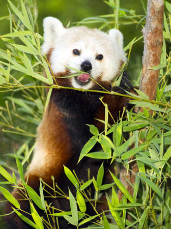 A panda takes lunch as he does for most of the day on bamboo and leavesの写真素材
