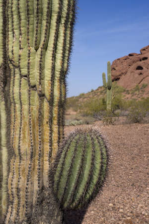 Vertical of Red Rocks and Cactus in the Desertの写真素材