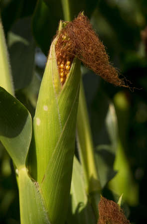 Ear Corn Stalk Crop Cob Husk Produce Food Commodityの写真素材