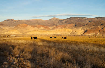 Ranch Landscape livestock grazing near western mountain rangeの写真素材