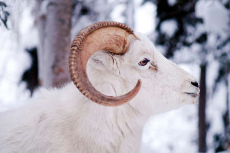 Resting Dall Sheep lays in the fresh snowの写真素材