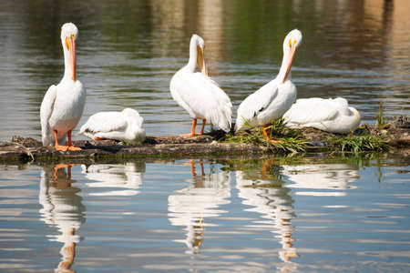 Pelican pair grooming and stretchin beak by the lakeの写真素材