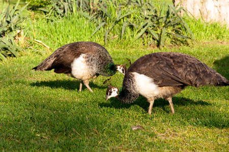 Two female Peahens mates of the Peacock feed as they walk alongの写真素材