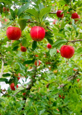 Leaves and Apples fill this nuture sceneの写真素材