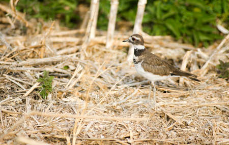 A wild unidentified bird navigates the stray lined ground landscapeの写真素材