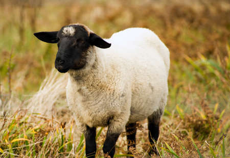 Domestic sheep grazing the day away on an Oregon ranchの写真素材