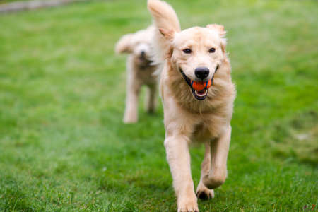 Two full size dogs play fetch the ball togetherの写真素材