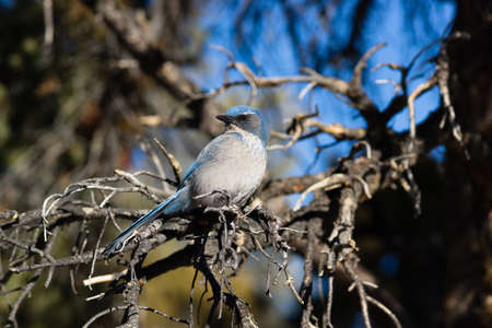 A blue wird hangs out in the picnic area looking for a handoutの写真素材
