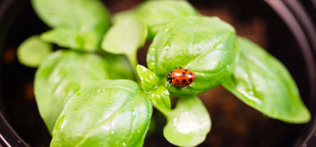 New Start PLant Sweet Basil Herb Leaf Ladybug Insectの写真素材