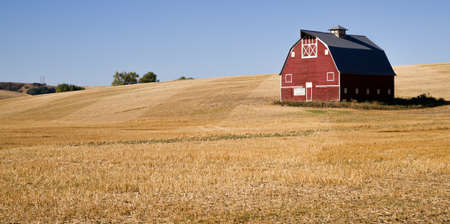 A great looking barn stands alone amidst a sea of just cut straw in the farmerのeditorial素材