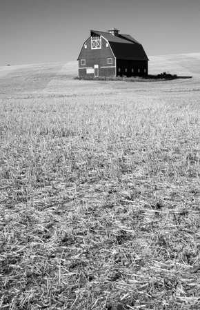A great looking barn stands alone amidst a sea of just cut straw in the farmerのeditorial素材