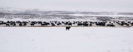 Angus Cattle Freezing Temperatures Snow Winter Rangeの写真素材
