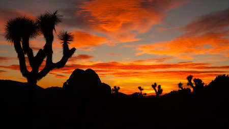 A unique tree to the southern California landscape stands here awash in orange hues.の写真素材