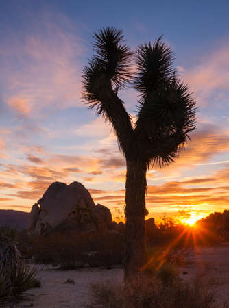 A unique tree to the southern California landscape stands here awash in orange hues.の写真素材