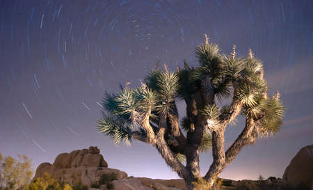 North Star Trails Long Exposure Astronomy Joshua Tree Night Skyの写真素材