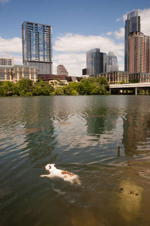 A dog plays fetch jumping into the Colorado River in Austinの写真素材