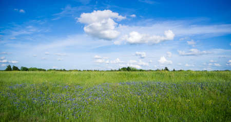 Purple wildflowers grow in tall grass under fluffy cloudy blue skyの写真素材