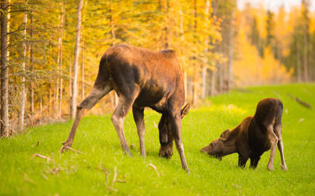 Moose come out to get a drink before receeding back into the brush and treesの写真素材