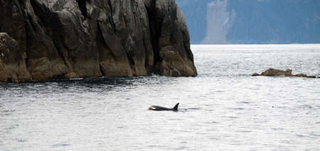 A killer whale surfaces in the Pacific Ocean off the coast of Alaska
