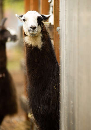 A unique looking Llama pauses to look at the camera while taking the morning feedingの写真素材