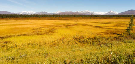 Mountains tower over the tundra near Denali National Parkの写真素材