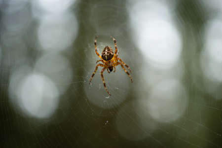 A distincly colored spider maintains his web between trees Oregon forestの写真素材