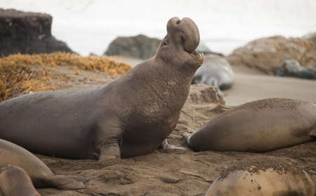 A Male Elephant Seal lets others know he commands this territoryの写真素材