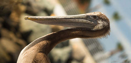 Brown Wild Pelican Bird San Diego Marina Animal Feathersの写真素材