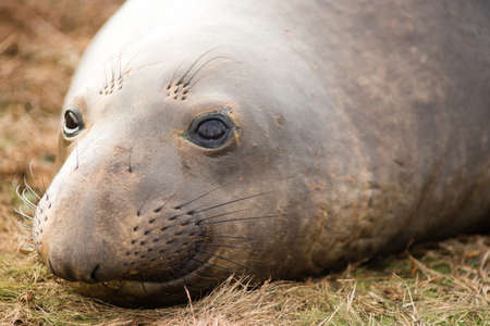 Elephant Seal Wild Mammal Lays Resting Pacific Ocean SeaShoreの写真素材