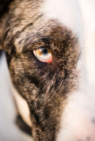 Intense Canine Dog Wolf Animal Eye Pupil Unique Colorの写真素材