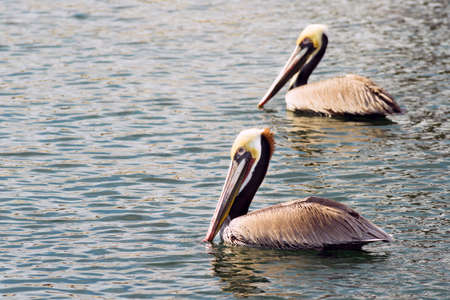 Brown Wild Pelican Bird San Diego Bay Animal Feathersの写真素材