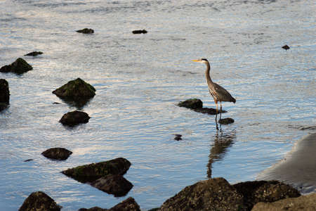 A Heron surveys the scene from the riverbankの写真素材
