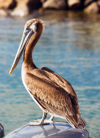 The Pelicans have learned they can make a good living hanging around the boat dock in San Diegoの写真素材