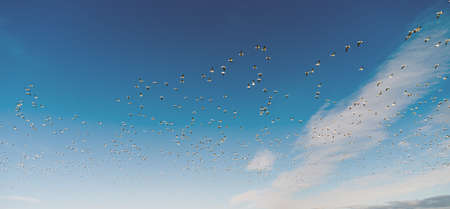 Large flock of Snow Geese take off after feeding