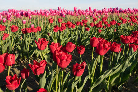 The Tulips are partially open to collect sunrays
