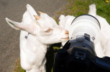 A farm goat runs loose looking for stuff to eatの写真素材