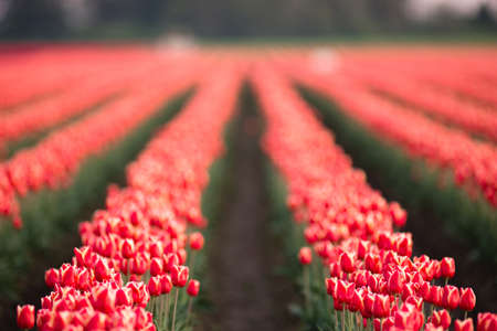 Rows of Tulips partially open collecting valuable warmth actually required to growの写真素材