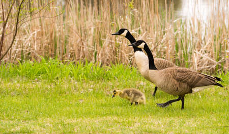 Geese huddle together after they swim to stay safe from predators