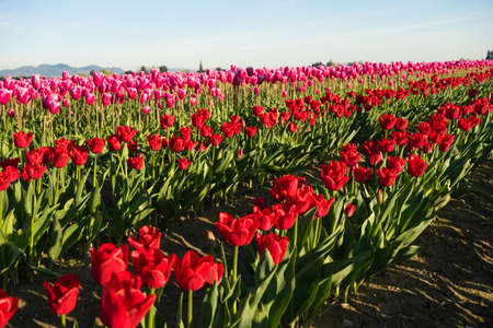 RED Tulips Sunlight Floral Agriculture Flowers Skagit Valley