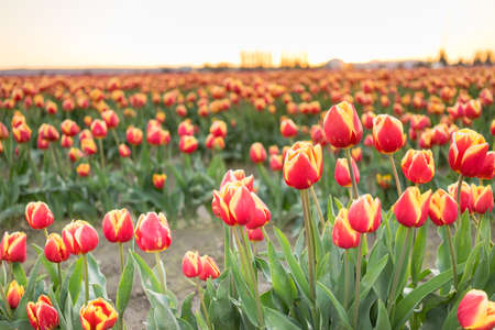 Rows of Tulips partially open collecting valuable warmth actually required to growの写真素材