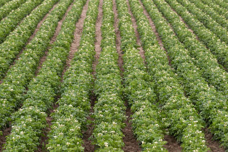 Rows and rows of Potato Plants grow in Idaho Agricultural Farmsのeditorial素材