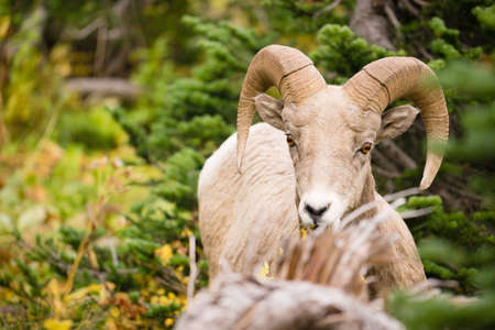 Bighorn Sheep stares photographer down in Glacier National Parkの写真素材