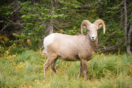 Bighorn Sheep stares photographer down in Glacier National Parkの写真素材