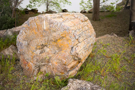 What used to be a tree is now more like rockの写真素材