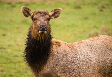 A beautiful female Elk wet from winter rain
