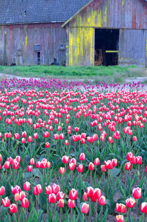 A Tulip field and the barn used to house the needed equipmentの写真素材
